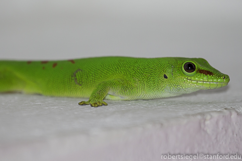 green gecko